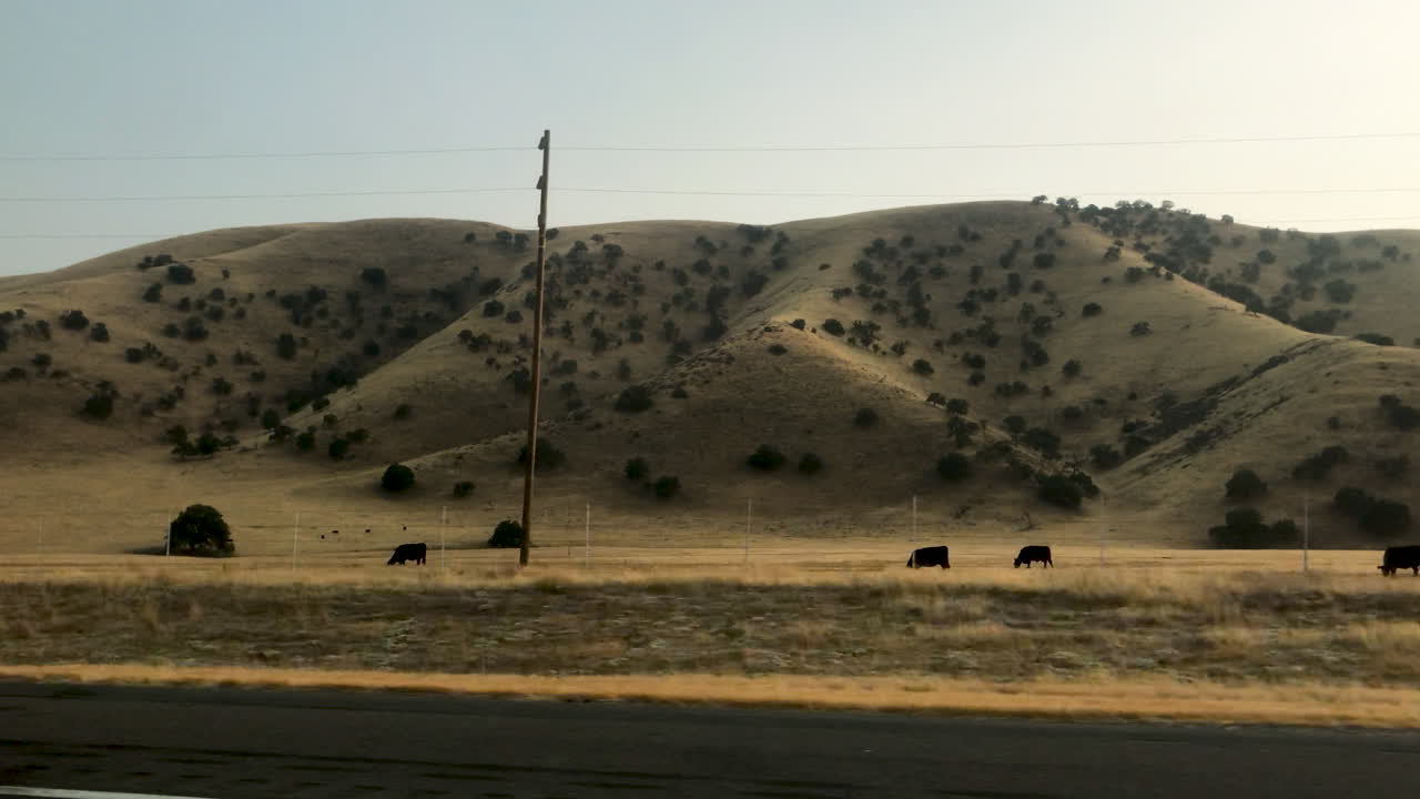 Cattle Grazing on Rolling Hills