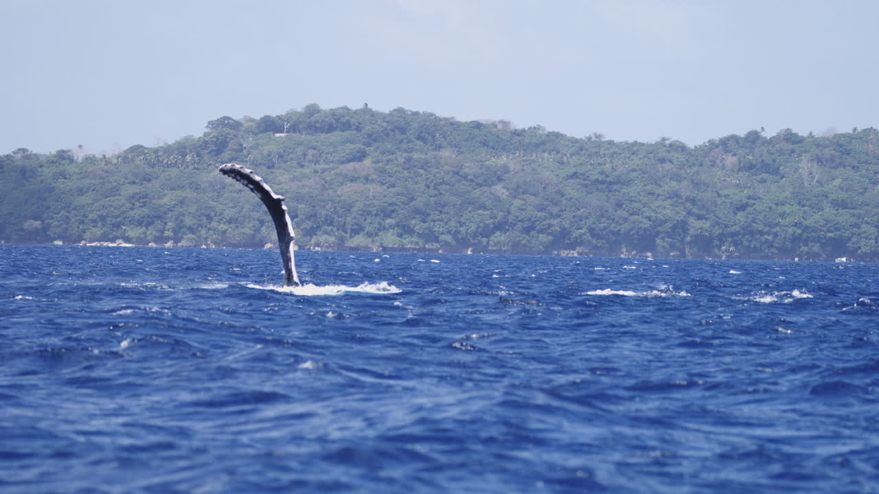 A whale’s flipper fin glides above choppy water in smooth slow-motion detail near the coastline