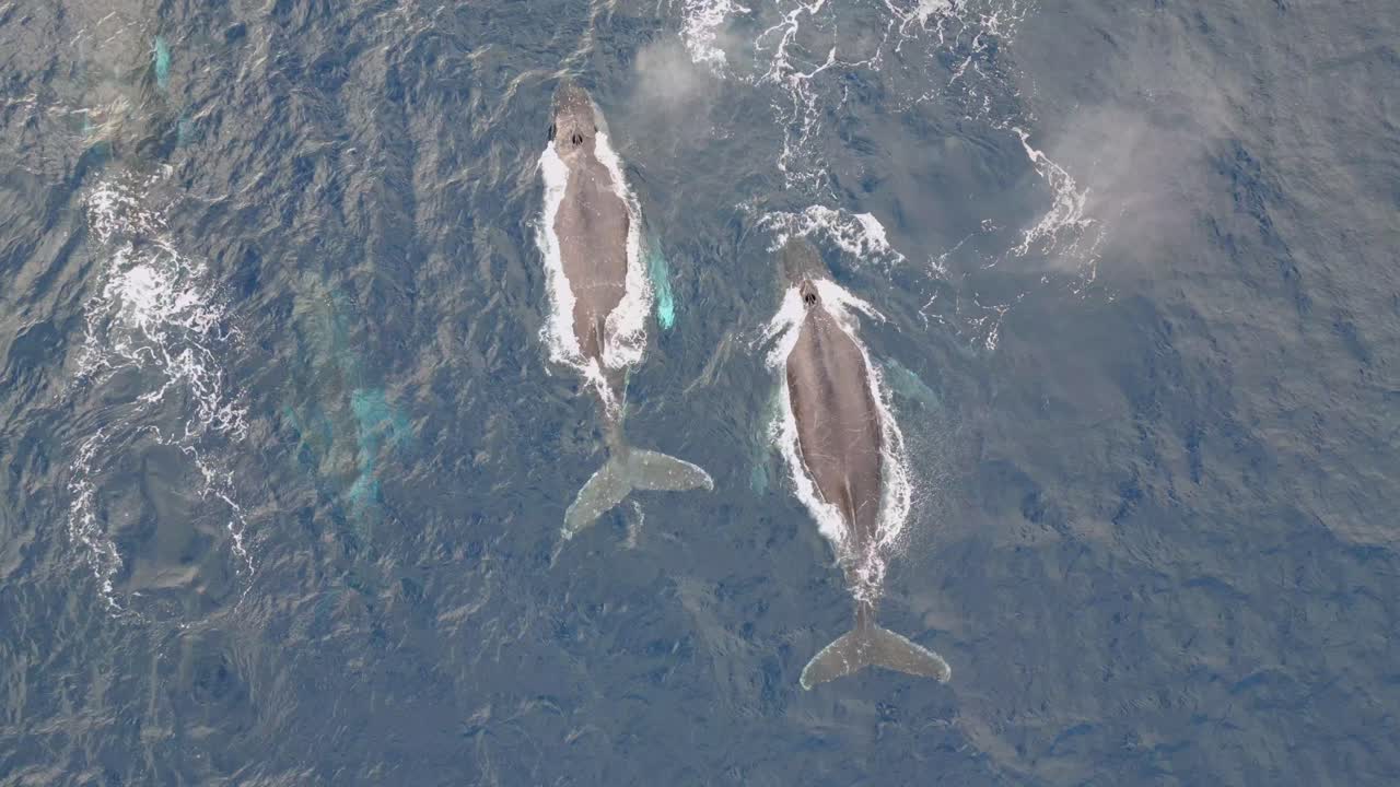Humpback Whale Watching off Sydney coastline, Australia Aerial View