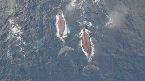 ballena jorobada observando la costa de sídney, vista aérea de australia