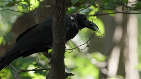 Jungle-Crow-Bird-Eats-Grasshopper-Insect-on-Tree-Branch