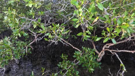 mangrove trees and water in nambucca, nsw