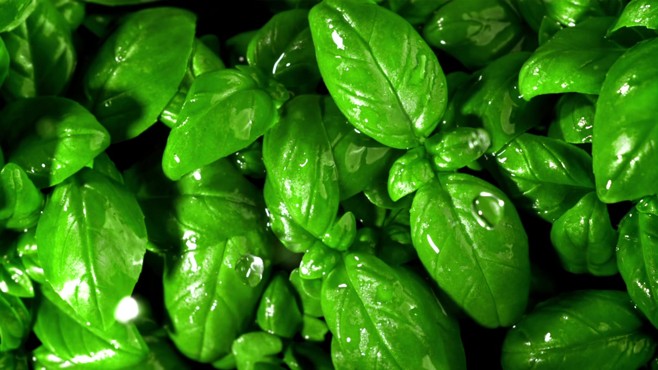 Gocce d'acqua che cadono su foglie fresche di basilico verde.