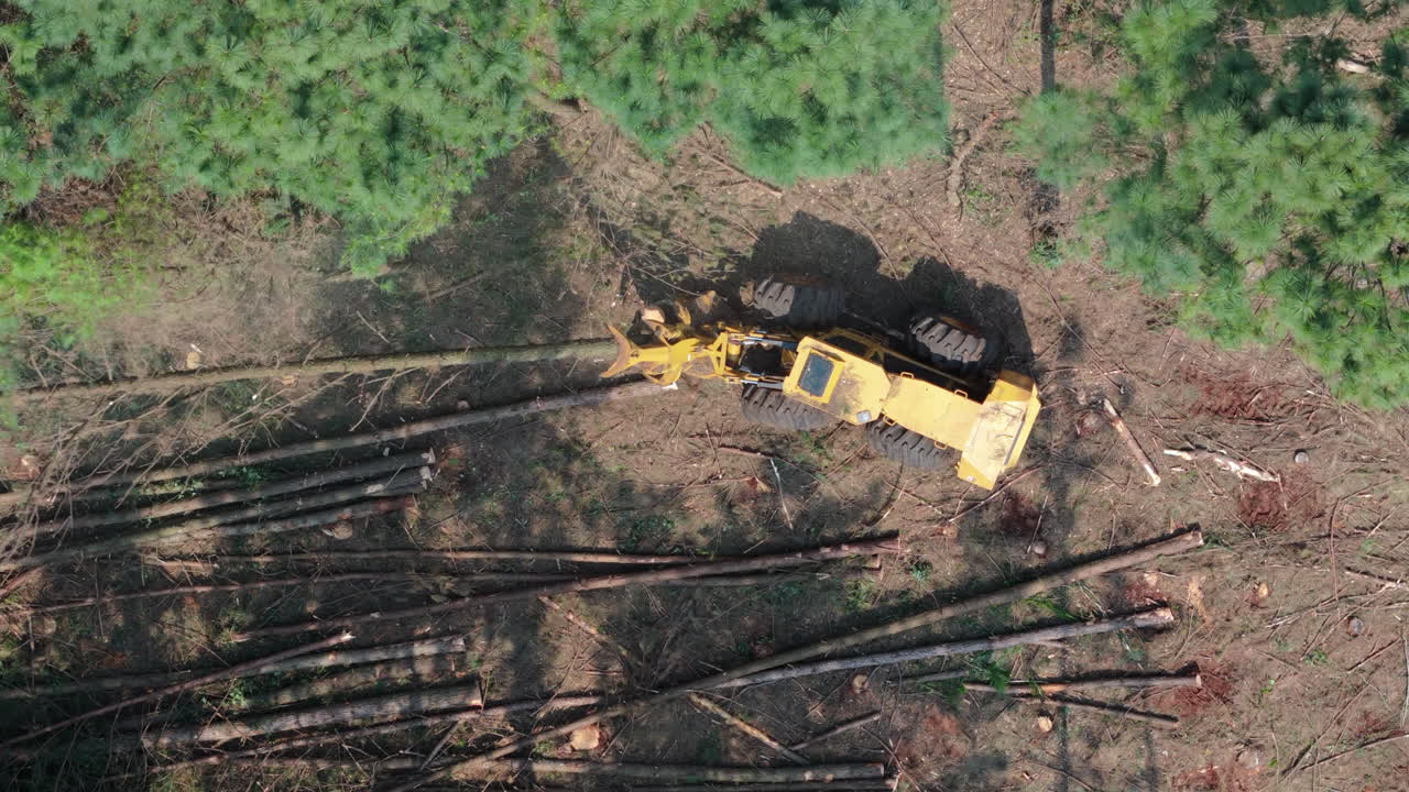 A harvester machine actively cutting down trees in a large scale forestry operation, drone top down overview