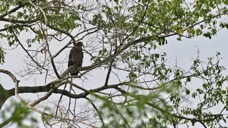 seen looking to the right as seen within branches of of this tree, crested serpent eagle spilornis cheela, thailand