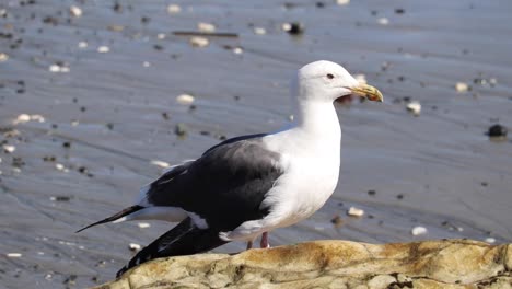 picos de gaviota en la roca frente a la playa de guijarros negros de bahía asunción, méxico
