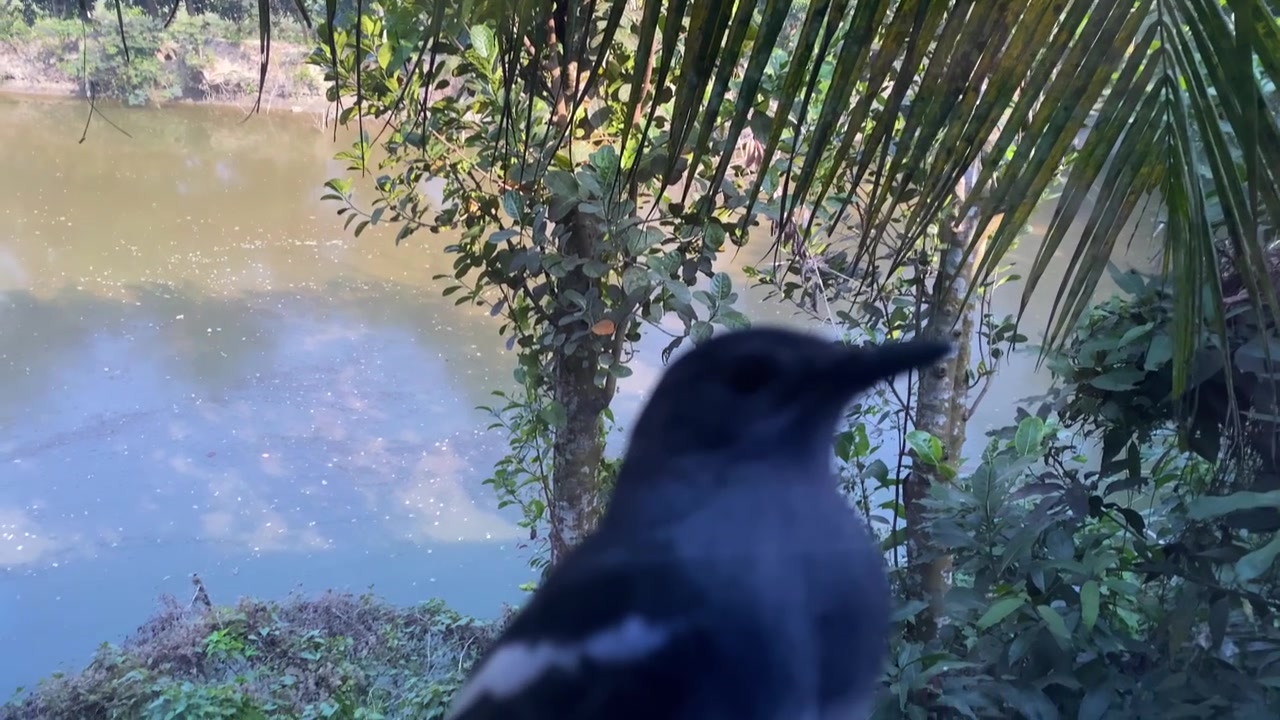 Pettirosso gazza orientale appollaiato vicino a una finestra con un fiume sullo sfondo in Bangladesh. Ripresa a mano libera