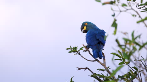 El-Loro-Guacamayo-índigo-De-Lear-Posado-Y-Vuela-Desde-La-Bahía-Tropical-De-Brasil