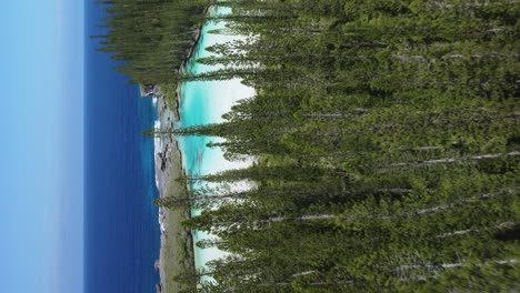 vertical flyover above columnar pine tree forest to natural pool, oro on isle of pines