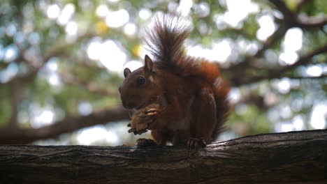 Beautiful-squirrel-eats-a-nut-sitting-on-a-tree-in-nature