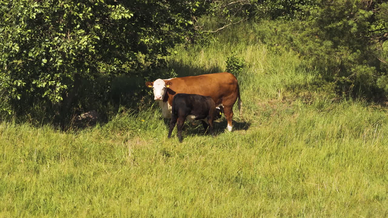 Teleobiettivo del drone di un vitello che beve il latte da una mucca, estate in campagna
