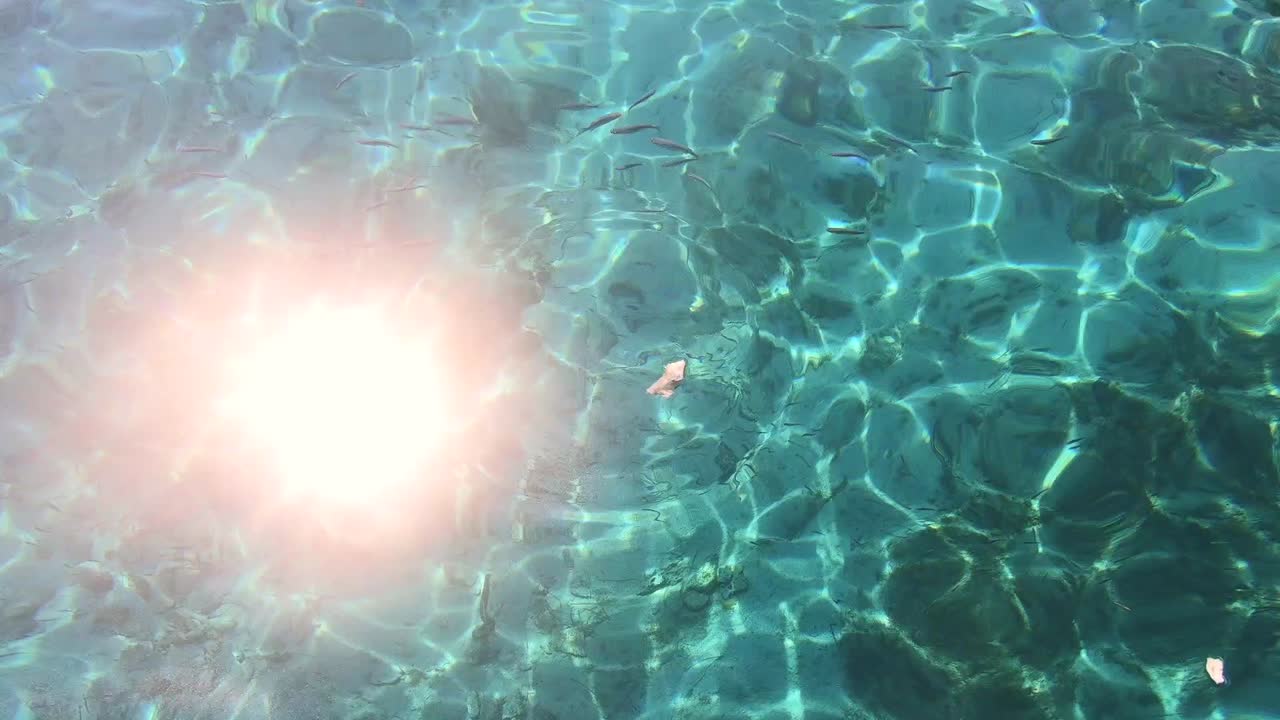 물고기가 빵을 먹는 영상