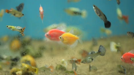 peces de colores en el acuario