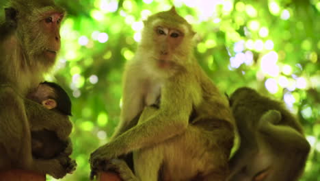 Monkey-family-on-fence-watching-tourists-as-they-walk-past-the-beach-of-Phra-Nang-Cave,-Krabi,-Thailand