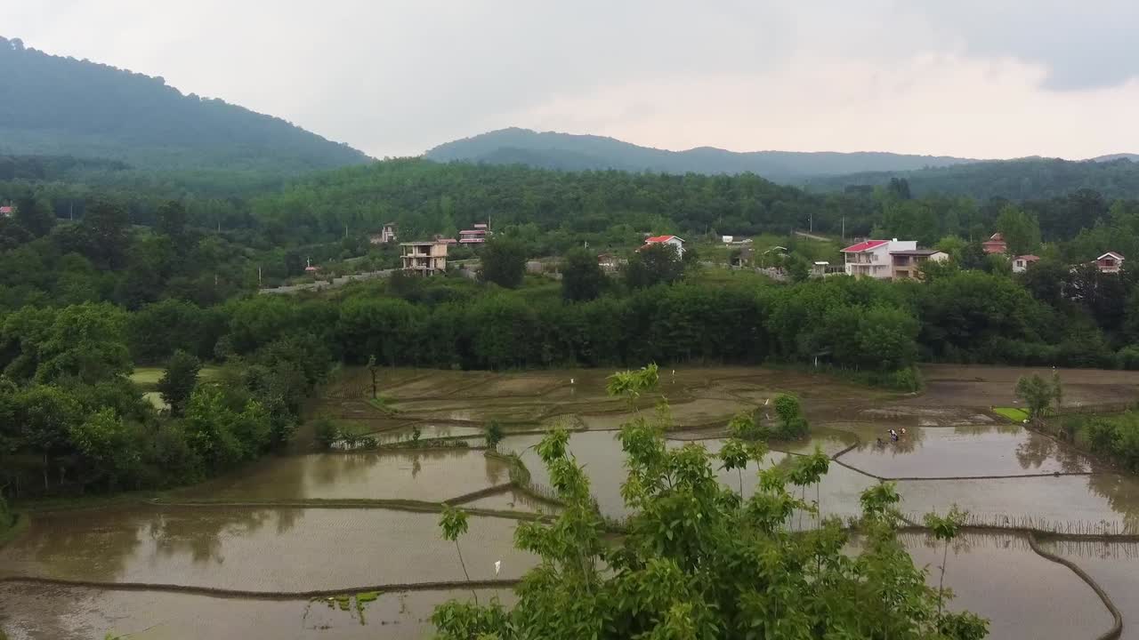 volar sobre el árbol del bosque en el cielo nublado tiempo arroz campo de arroz agua estanque gente irrigación tradicional agricultura habilidad temporada de cosecha aldea rural campo de irán maravilloso paisaje de naturaleza pintoresca