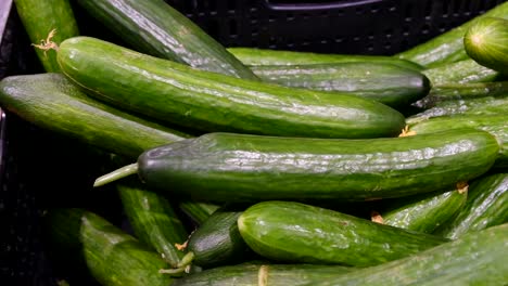 beautiful big cucumbers on the shelves in the supermarket. wholesale and retail sale of ripe vegetables. close-up