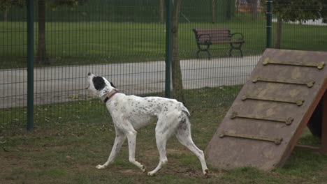 perros jugando y corriendo en el parque para perros