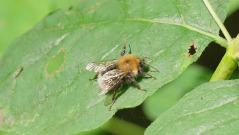 Bumblebee resting on green leaf captured in sharp macro close-up