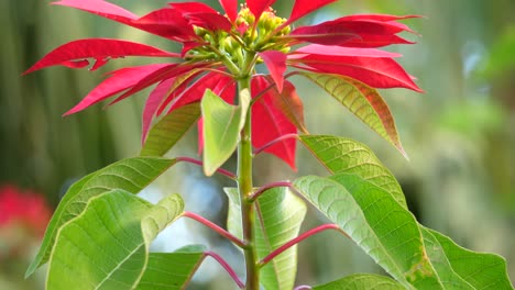 primer plano de una flor de poinsettia roja en el medio silvestre, inclinada hacia arriba y con un enfoque superficial