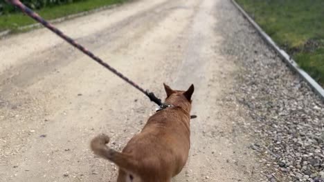 cute jack russel dog walking through the english countryside down a gravel horse track with the dog walking with a black and red lead