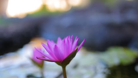 Statische-Nahaufnahme-Der-Rosafarbenen-Lilienblume-Im-Koi-Teich,-Der-Im-Wind-Tanzt