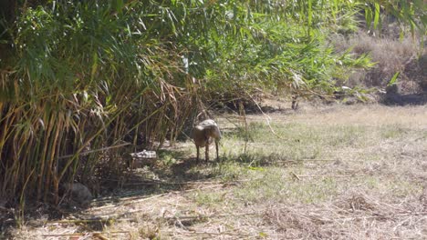 a sheep grazing in the grass with another black sheep joining in the distance