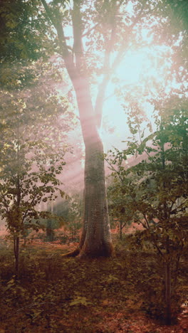 sunlight streaming through a forest