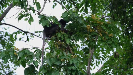 arrancando algunas flores para comer y luego se pone de pie para equilibrarse, mono de hoja oscura trachypithecus obscurus, tailandia