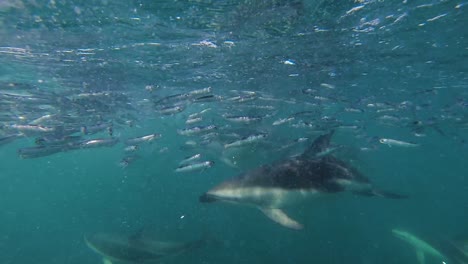 dolphins feeding anchovies at the patagonian sea, underwater shot