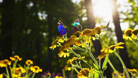 blue butterflies in a sunny meadow