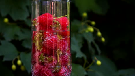 cinemagrama de frambuesas rojas en vaso con agua