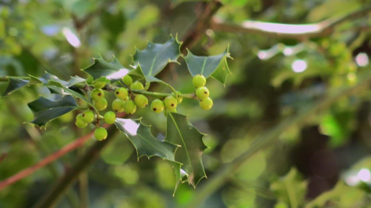 A branch of holly with the berries and green leaves, moves with the wind, with the background of trees and leaves blurred