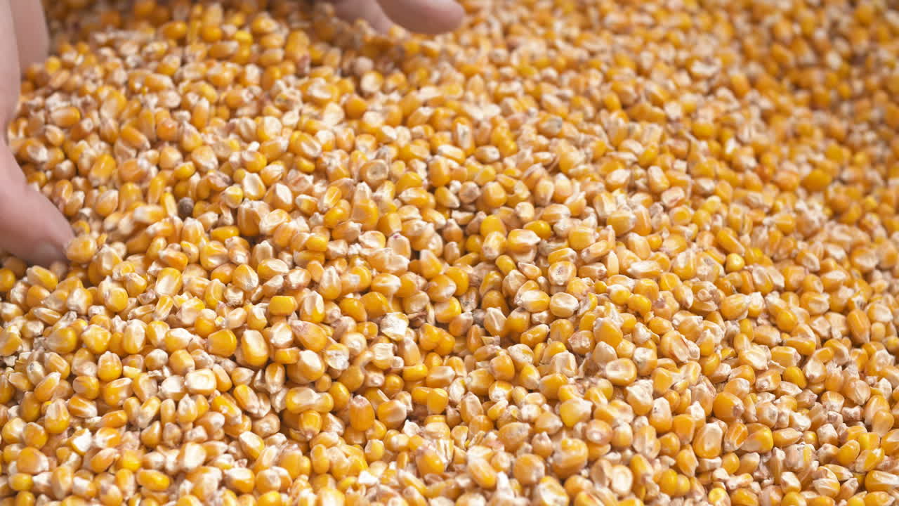 granjero que examina el grano de maíz en las manos