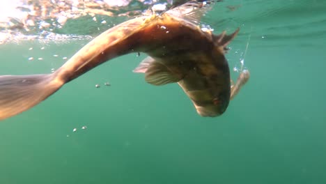 Calico-seabass-swims-haphazardly-through-ocean-caught-on-jig-lure