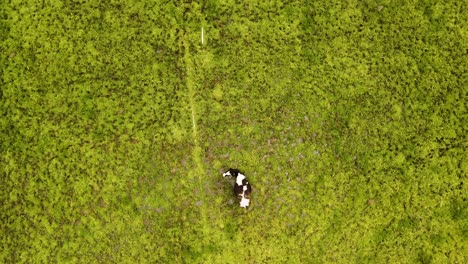 Casa-De-Campo-Con-Vacas-En-Pasto