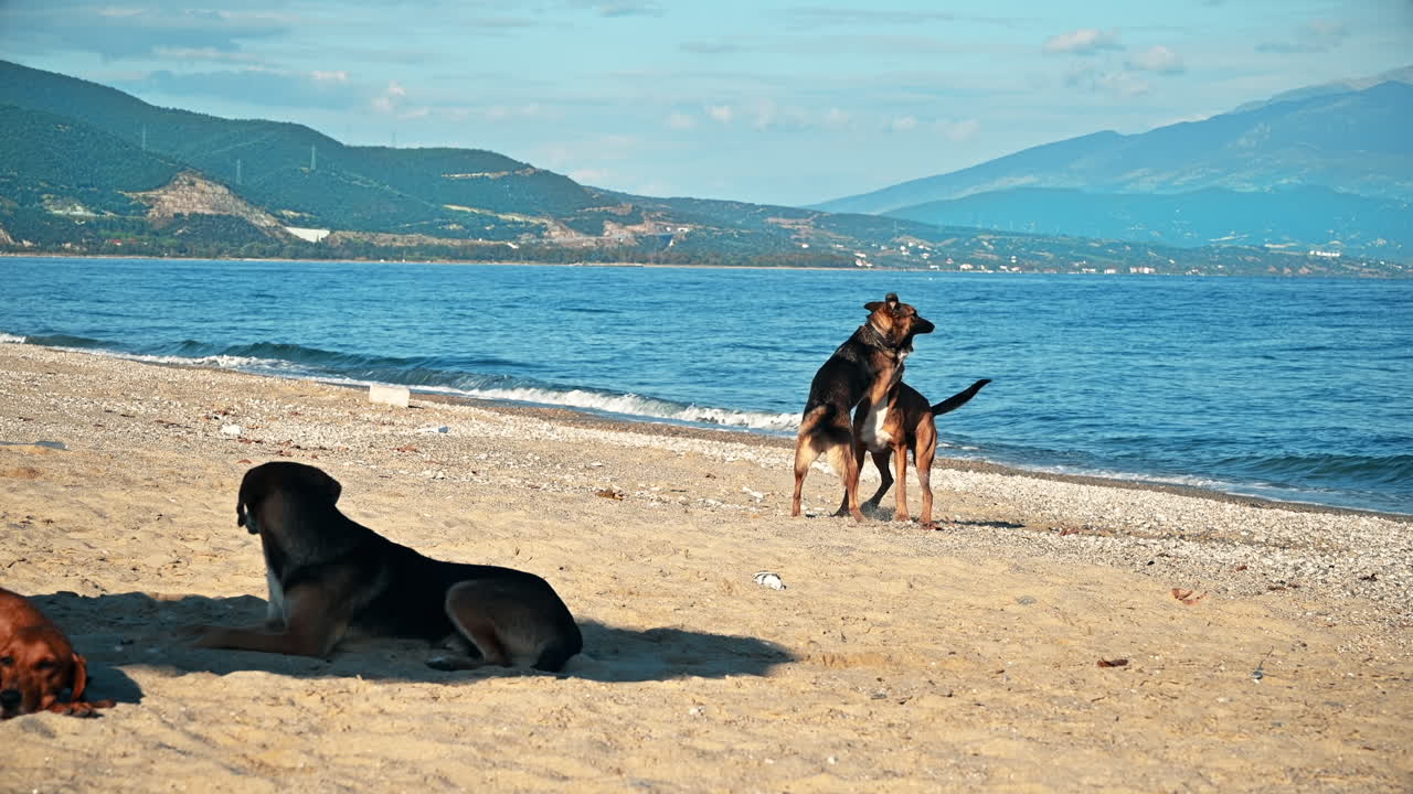 Playing and lying dogs on the Aegean sea coast in Asprovalta, Greece