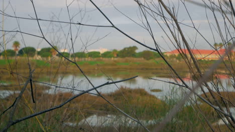 Dry-Branches-In-Tranquil-Lake-With-Reflection-As-Background-During-Daytime,-Static-Shot