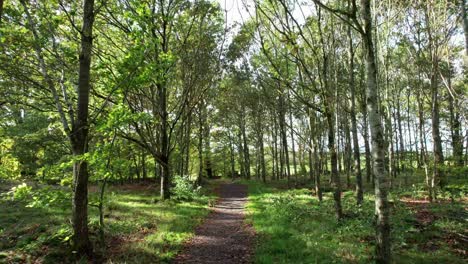 aerial drone view of drone flying over a pathway in a forest with car passing by in the background - zooming out