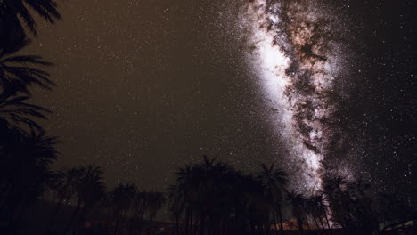 the milky way rises over plam trees