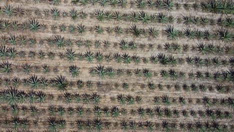 Vista-Aérea-De-Arriba-Hacia-Abajo-De-Los-Campos-De-Mezcal-De-Agave-Azul-En-Tequila-Mexico-En-Un-Día-Soleado,-Oaxaca