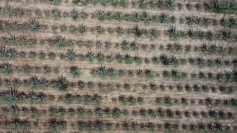 vista aérea de arriba hacia abajo de los campos de mezcal de agave azul en tequila mexico en un día soleado, oaxaca