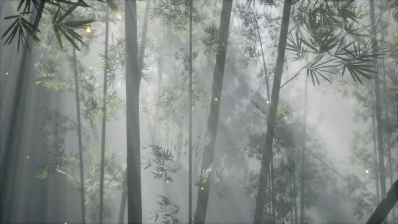 아시아 대나무 숲과 아침 안개 날씨