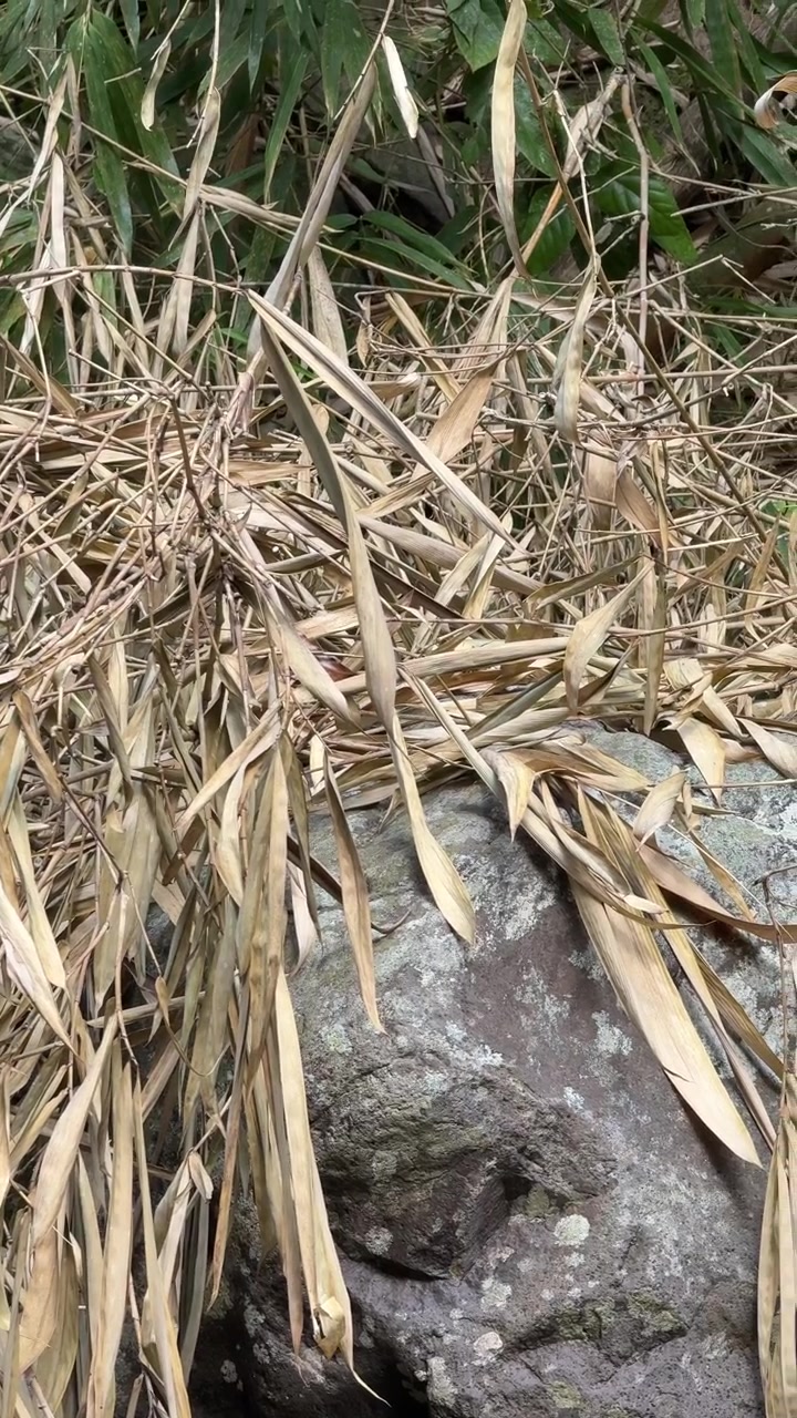 Daun Bambu Kering Tergeletak di Atas Batu Besar di Hutan
