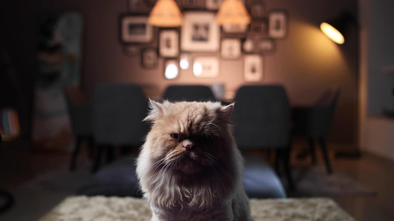 Gatto che si guarda intorno nella stanza e verso la telecamera