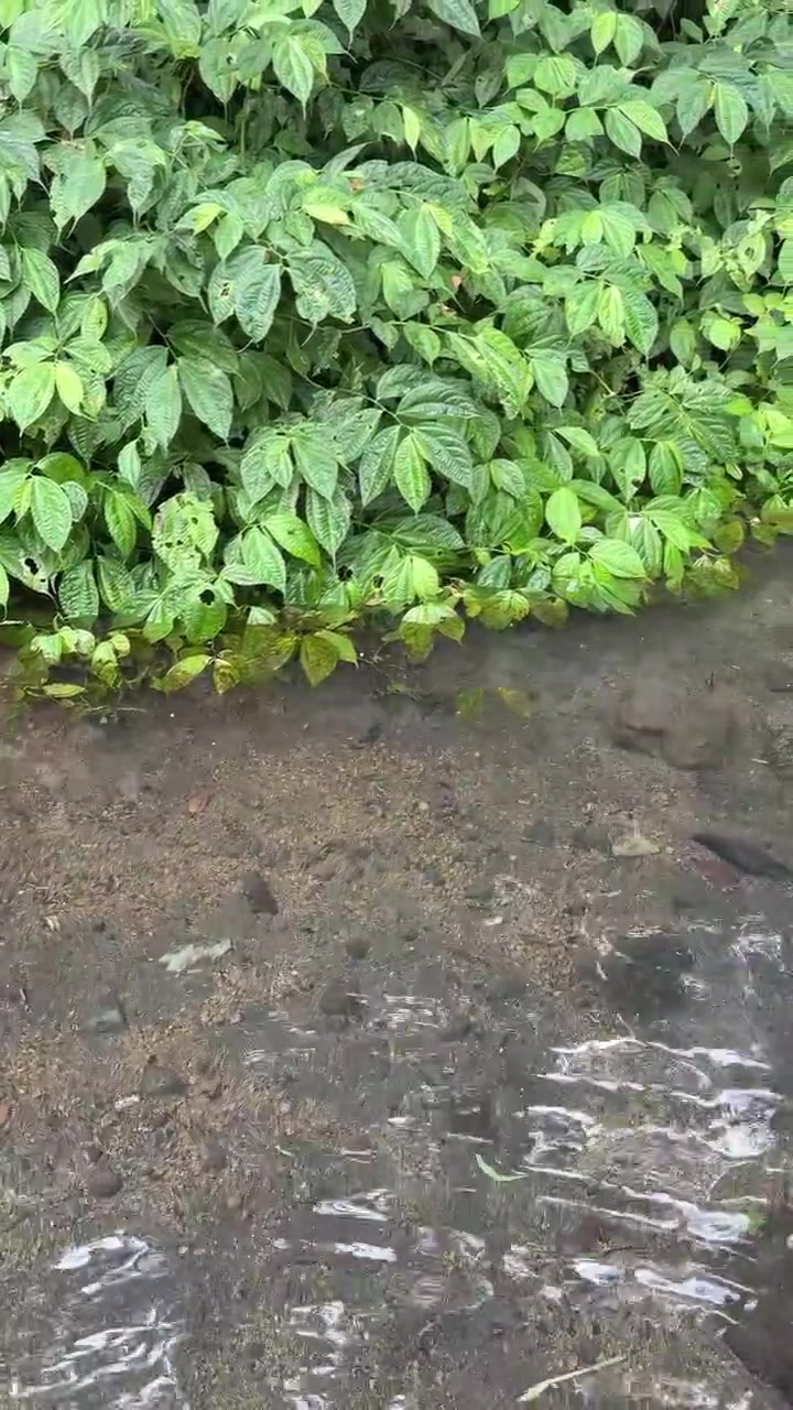 Pez pequeño nadando en un arroyo claro y poco profundo cerca de follaje verde