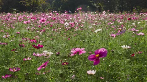 a wide, vibrant field of pink and white cosmos flowers sways gently in the breeze. lush green foliage forms a soft backdrop, creating a beautiful and serene autumn natural landscape under bright light