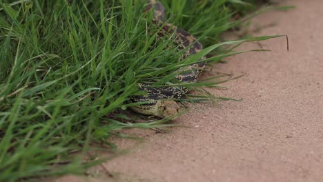 Snake-in-the-grass-hiding-ready-to-jump-out