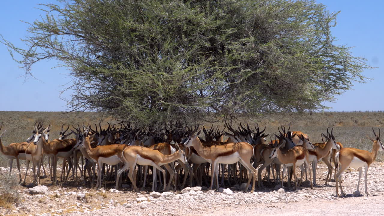 gacelas springbok en el parque nacional de etosha