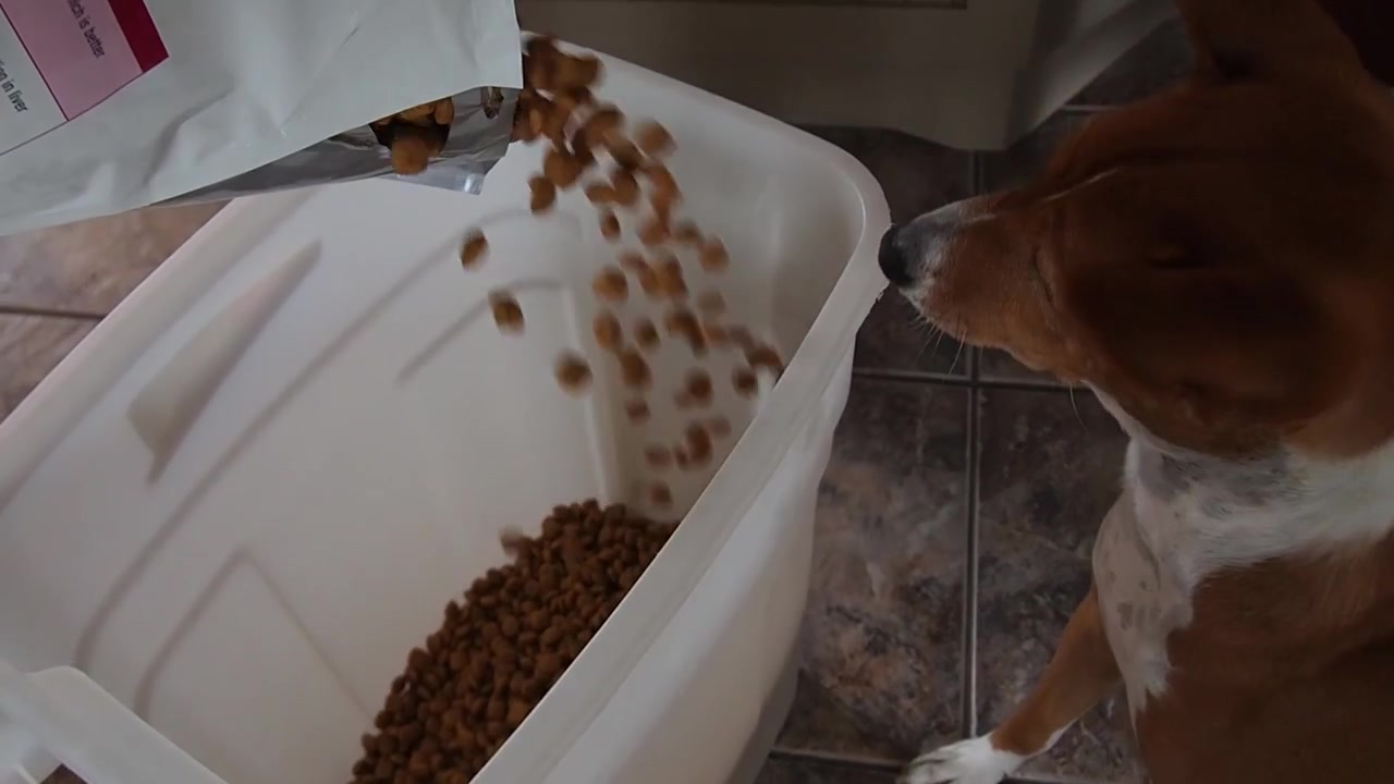 Kleiner Basenji-Hund stiehlt etwas Trockenfutter