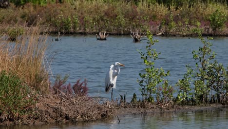 Looking-down-ready-to-strike-then-it-raised-its-right-foot-and-clinched-it-into-a-fist,-Great-Egret-Ardea-alba,-Thailand